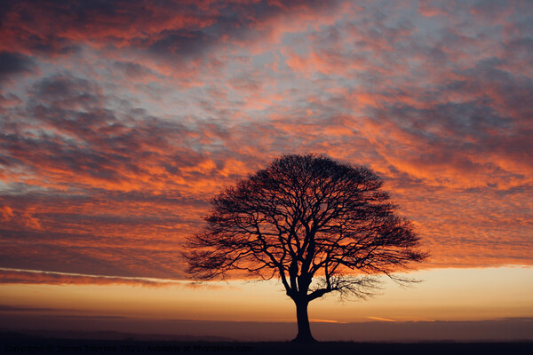 isolated tree at sunrise Picture Board by Simon Johnson