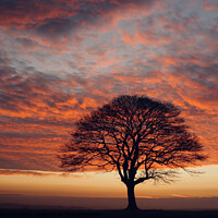 Buy canvas prints of isolated tree at sunrise by Simon Johnson