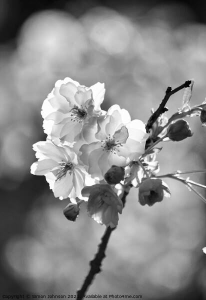 black and white Blossom Picture Board by Simon Johnson