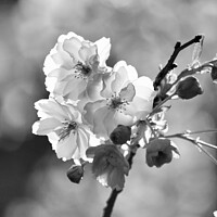 Buy canvas prints of black and white Blossom by Simon Johnson