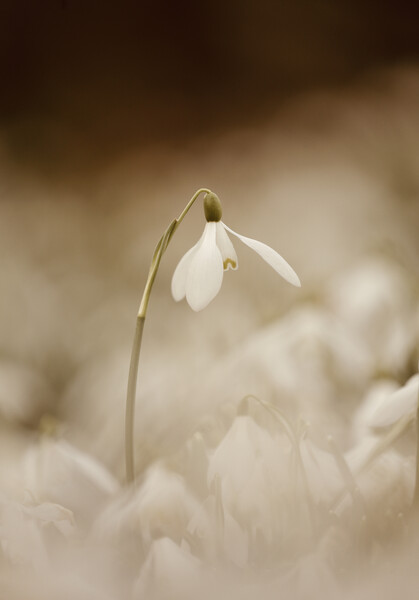 Isolated Snowdrop Picture Board by Simon Johnson