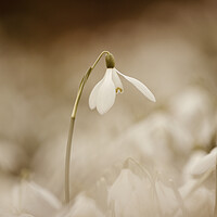 Buy canvas prints of Isolated Snowdrop by Simon Johnson
