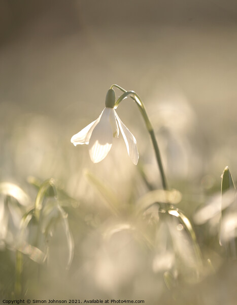 sunlit Snowdrop Picture Board by Simon Johnson