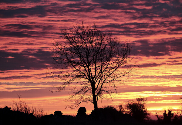 Tree silhouette Sunrise Picture Board by Simon Johnson