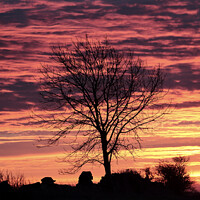 Buy canvas prints of Tree silhouette Sunrise by Simon Johnson