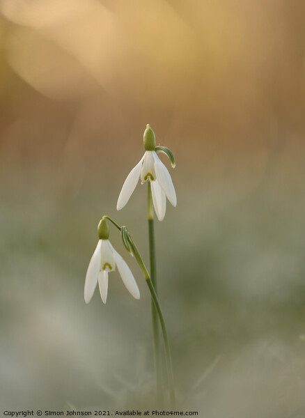Pair of Snowdrop flowers Picture Board by Simon Johnson