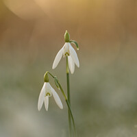 Buy canvas prints of Pair of Snowdrop flowers by Simon Johnson