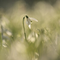 Buy canvas prints of Isolated Snowdrop by Simon Johnson