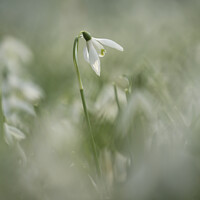 Buy canvas prints of Isolated snowdrop flower by Simon Johnson