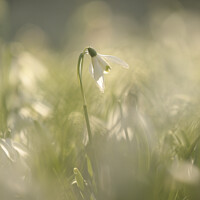 Buy canvas prints of backlit Snowdrop by Simon Johnson