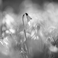 Buy canvas prints of Black and white Snowdrop by Simon Johnson