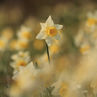 Buy canvas prints of Daffodil  flower by Simon Johnson