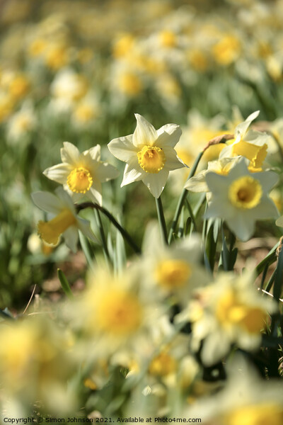 Daffodil  flower Picture Board by Simon Johnson