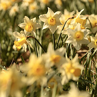 Buy canvas prints of Daffodil  flower by Simon Johnson