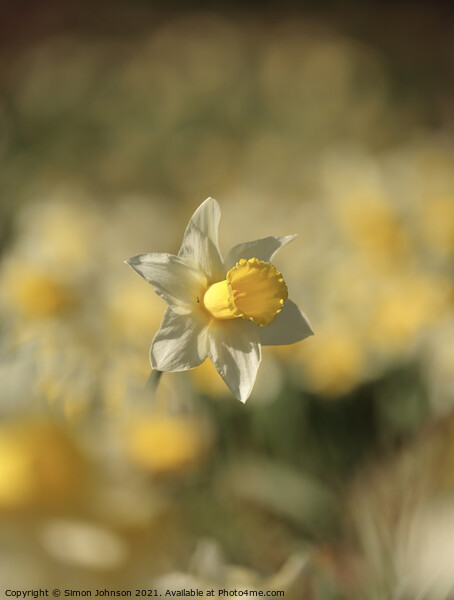 Daffodil flower  Picture Board by Simon Johnson