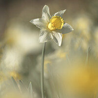 Buy canvas prints of Daffodil flower by Simon Johnson