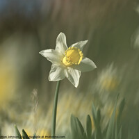 Buy canvas prints of Daffodil flower by Simon Johnson