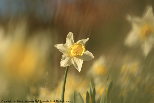 Daffodil flower Picture Board by Simon Johnson