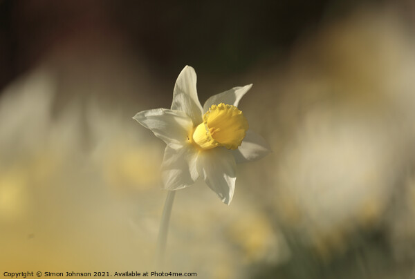 Sunlit Daffodil flower Picture Board by Simon Johnson