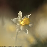 Buy canvas prints of Sunlit Daffodil flower by Simon Johnson