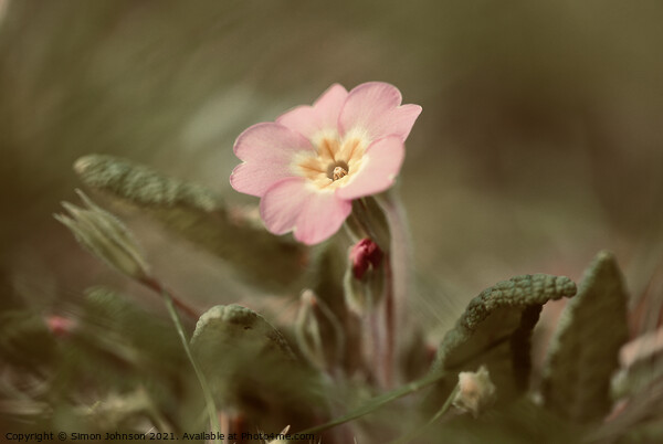 spring Primrose Flower Picture Board by Simon Johnson