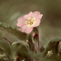 Buy canvas prints of spring Primrose Flower by Simon Johnson