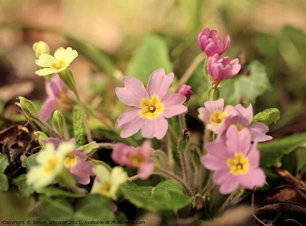 spring primrose flowers Picture Board by Simon Johnson