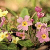 Buy canvas prints of spring primrose flowers by Simon Johnson