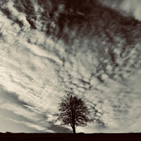Buy canvas prints of tree and clouds by Simon Johnson