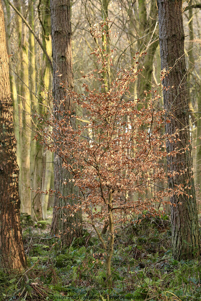 sunlit Beech  tree Picture Board by Simon Johnson