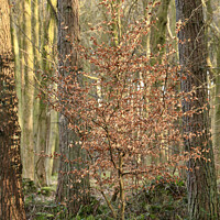 Buy canvas prints of sunlit Beech  tree by Simon Johnson