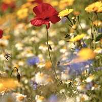 Buy canvas prints of Poppy and meadow flowers  by Simon Johnson