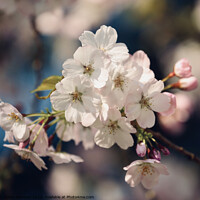 Buy canvas prints of spring blossom by Simon Johnson
