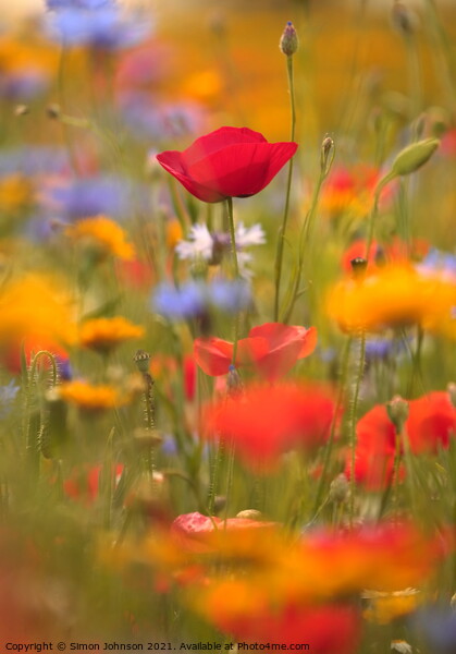 meadow flowers and poppies Picture Board by Simon Johnson