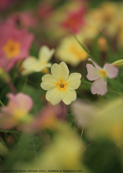 primrose  flower Picture Board by Simon Johnson