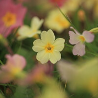 Buy canvas prints of primrose  flower by Simon Johnson