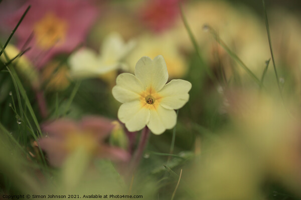 Spring Primrose flower Picture Board by Simon Johnson