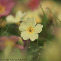 Buy canvas prints of Spring Primrose flower by Simon Johnson