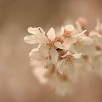 Buy canvas prints of Spring Cherry Blossom flower by Simon Johnson