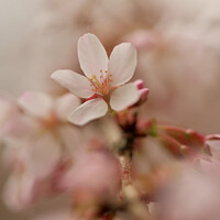 Buy canvas prints of A close up  Spring Cherry Blossom  by Simon Johnson