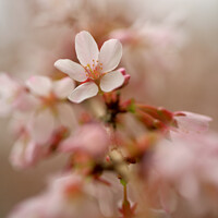 Buy canvas prints of Close up Of spring Cherry Blossom by Simon Johnson