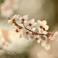 Buy canvas prints of Wind Blown Blossom by Simon Johnson