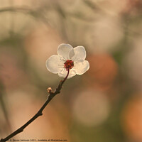 Buy canvas prints of Spring Cherry Blossom by Simon Johnson