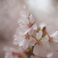 Buy canvas prints of A close up of Spring Cherry Blossom by Simon Johnson