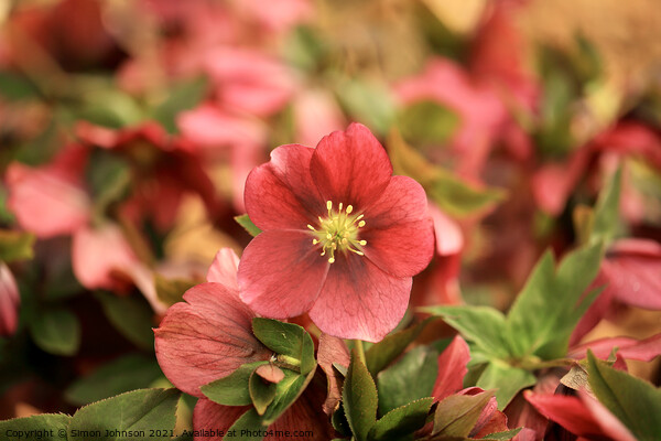 Spring Hellebore  Picture Board by Simon Johnson