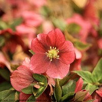 Buy canvas prints of Spring Hellebore  by Simon Johnson