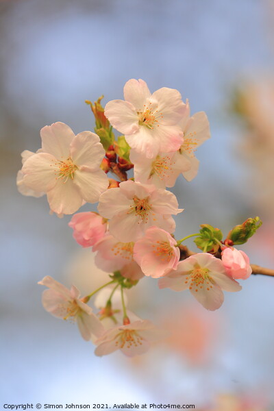 Spring Cherry Blossom Picture Board by Simon Johnson