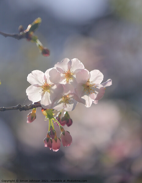 sunlit spring Blossom Picture Board by Simon Johnson