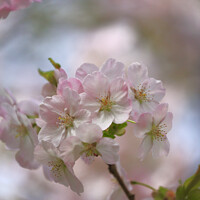 Buy canvas prints of spring Blossom  by Simon Johnson