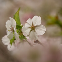 Buy canvas prints of Blossom flower by Simon Johnson